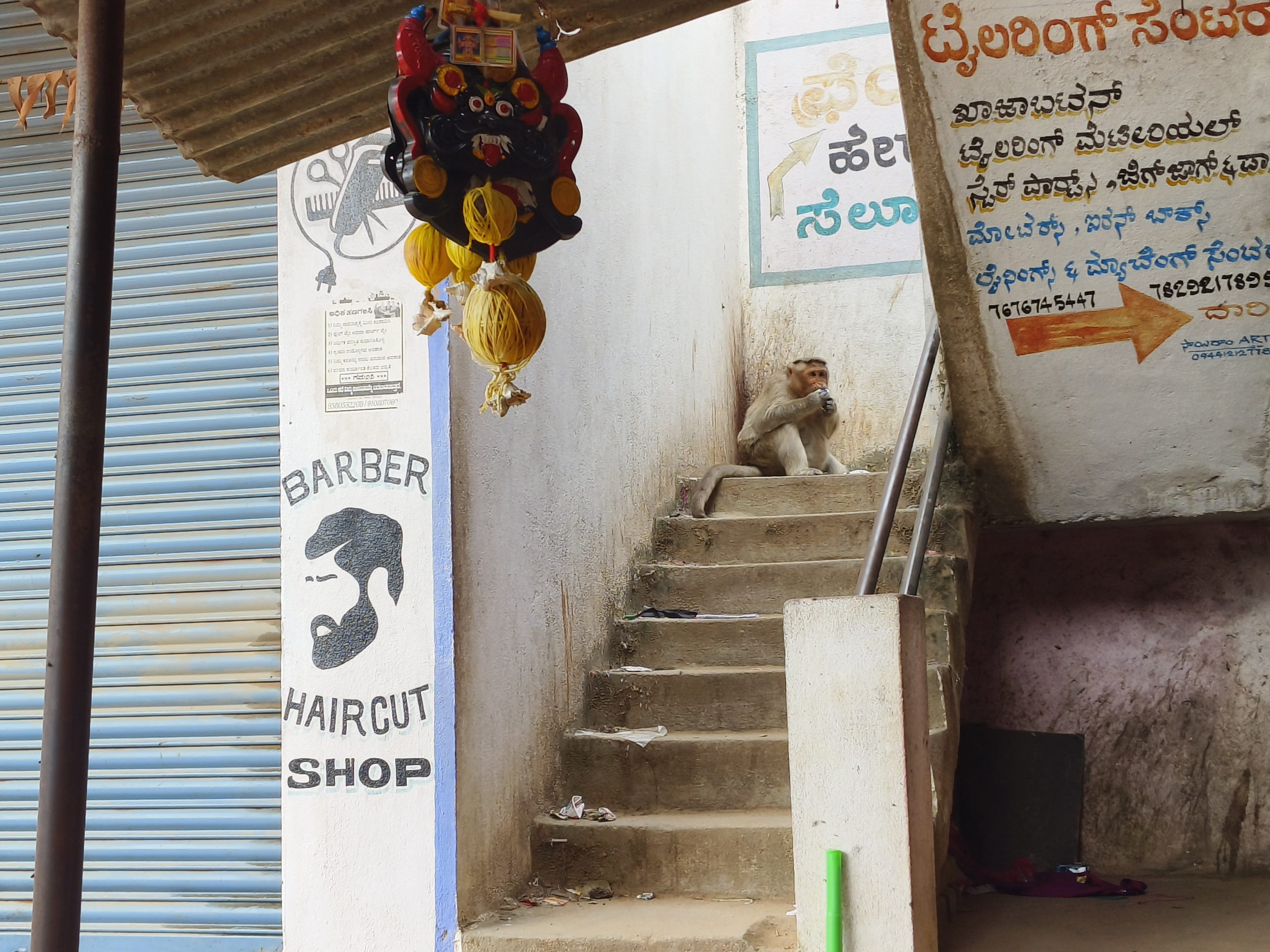 ಚೇಳೂರಿನಲ್ಲಿ ಕೋತಿಗಳ ಕಾಟಕ್ಕೆ ಬೇಸತ್ತ ಅಂಗಡಿ ಮಾಲೀಕರು!