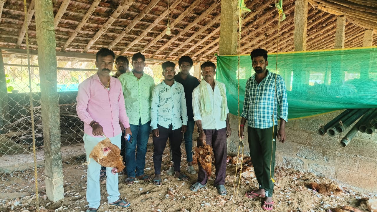 ಕೋಳಿಗಳನ್ನು ನುಂಗಿದ ಚಿರತೆ : ಸ್ಥಳೀಯರಲ್ಲಿ ಹೆಚ್ಚಿದ ಆತಂಕ