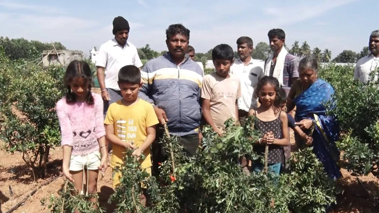 ದಾಳಿಂಬೆ ಗಿಡಕ್ಕೆ ಕತ್ತರಿ ಹಾಕಿದ ಕಿಡಿಗೇಡಿಗಳು